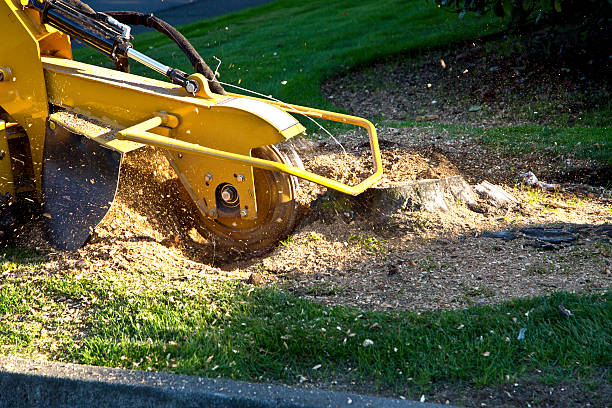 Trusted Whitney, TX Tree Removal Experts