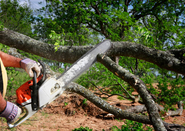 Best Tree Maintenance Programs  in Whitney, TX